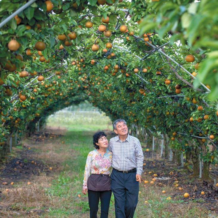 Evergreen Orchards