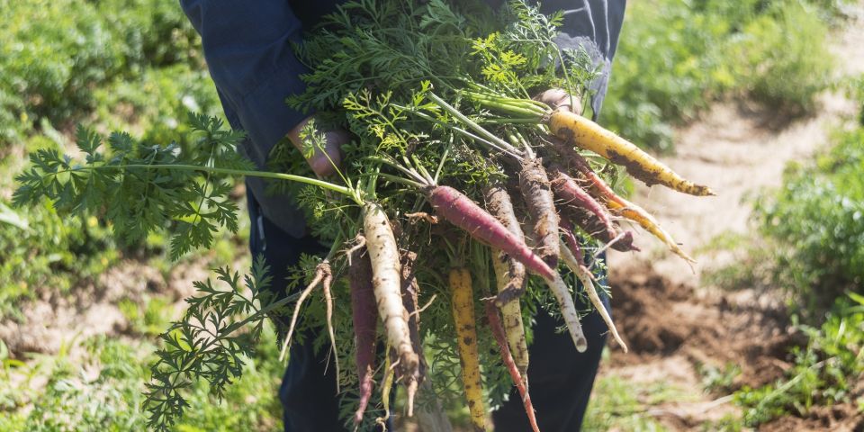 Gundermann Acres Carrots8