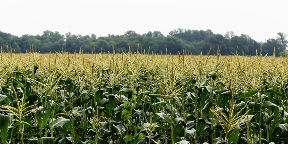 Local Corn Fields The Common Market