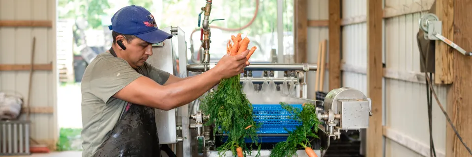 Onestrawfarm Workerpackingcarrots 3 1