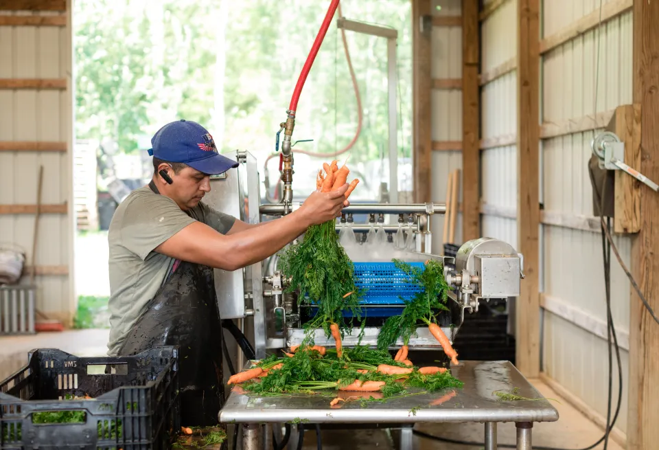 Onestrawfarm Workerpackingcarrots 3 1