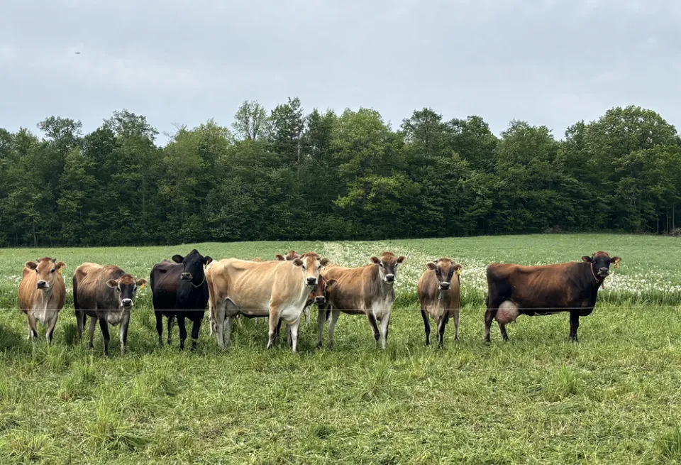 Ithaca Milk Field Shots Blog