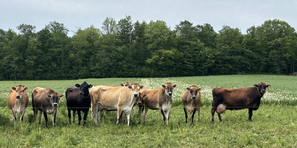 Ithaca Milk Field Shots Blog