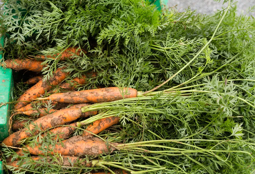 Carrots Blog