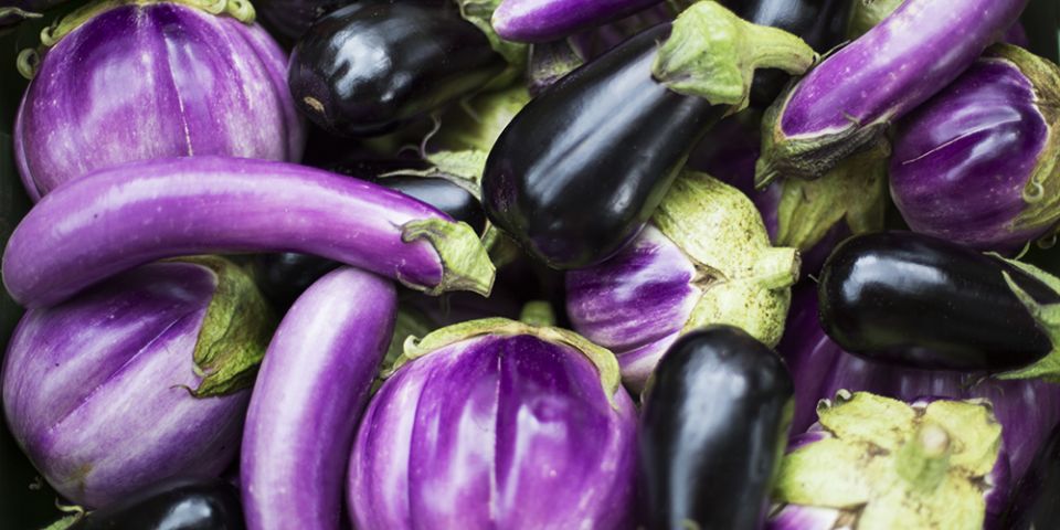 Canewater Farm Eggplant