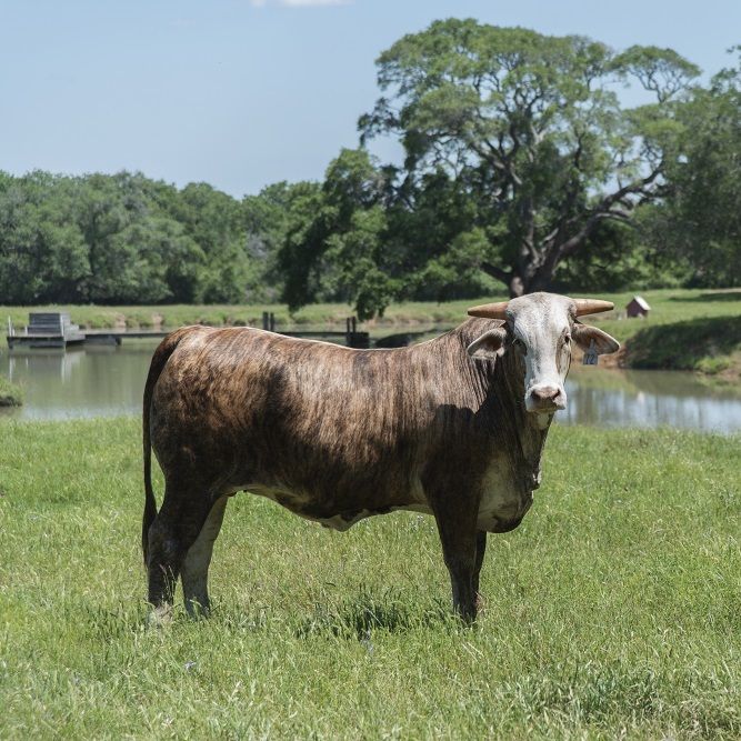 Augustus Ranch Cows4