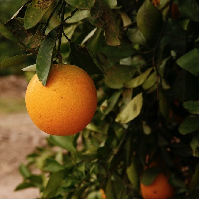South Tex Organics Submitted3 Small