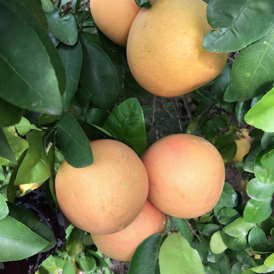 Triple J Organics Grapefruit