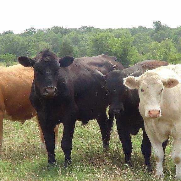 The Common Market Our Texas Farmers