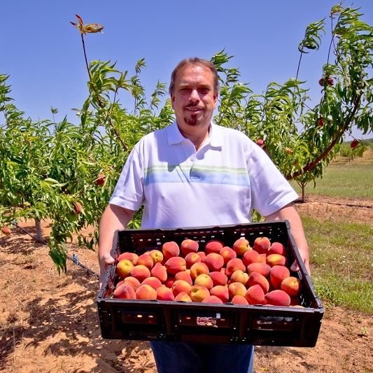 Fredericksburg Peach Texas Farm Patch 7