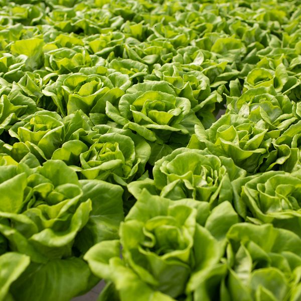 Lone Star Lettuce