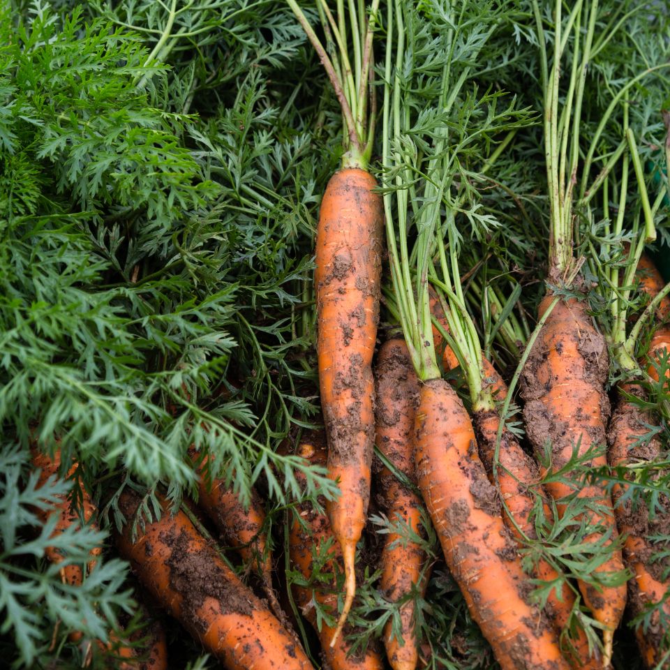 Eagleroadfarm Carrots10 2015