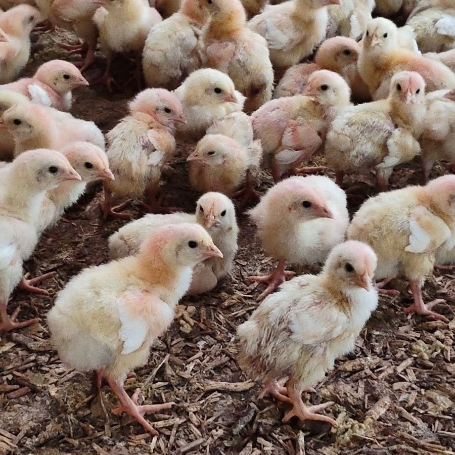 Great Lakes Poultry 3