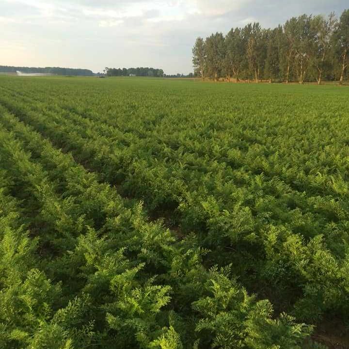 Oomen Brothers Veggies From Fb