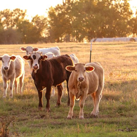 Gilmore Beef Cattle Small