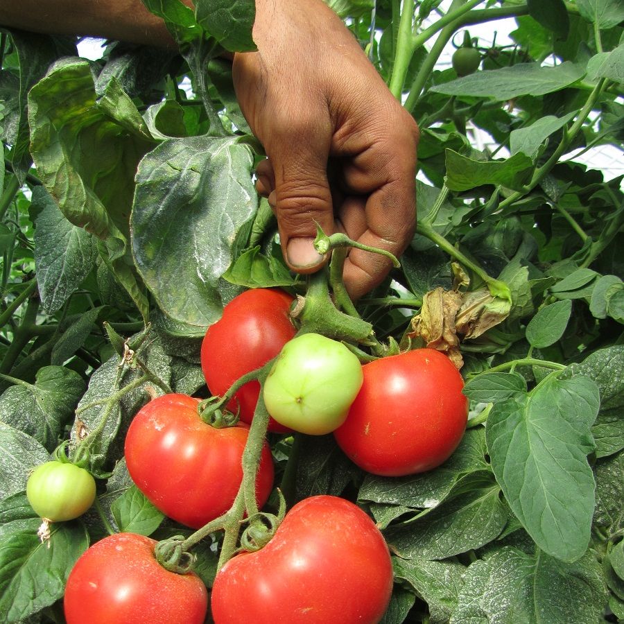 Country Hill Tomato 2011