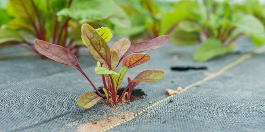 Whitehurst Heritage Chard 4