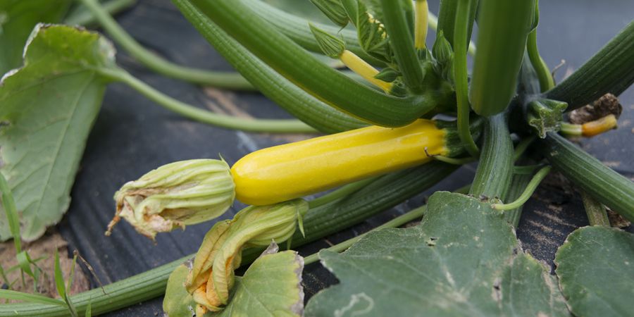 Fruitful Hill Zucchini6