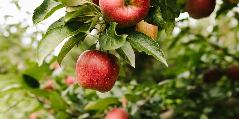 Wrightsfarm Redappleonbranch2
