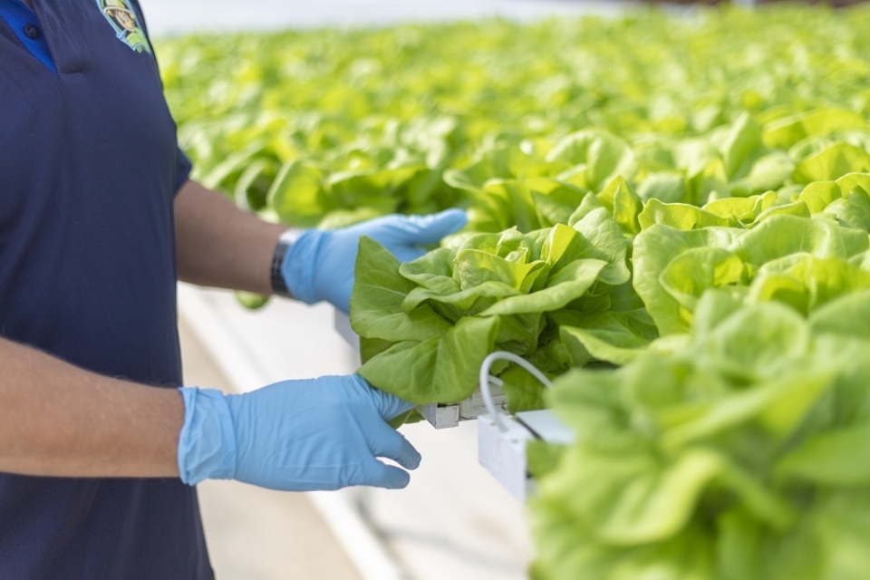 Country Boy Farm Lettuce 1 Small