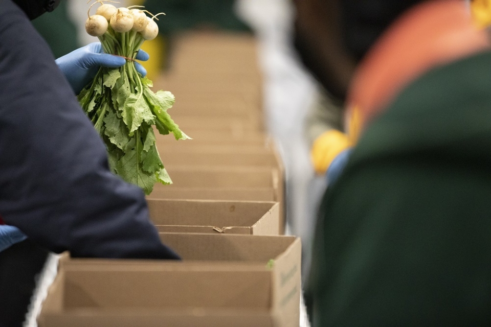 Warehouse Pack Turnips Small